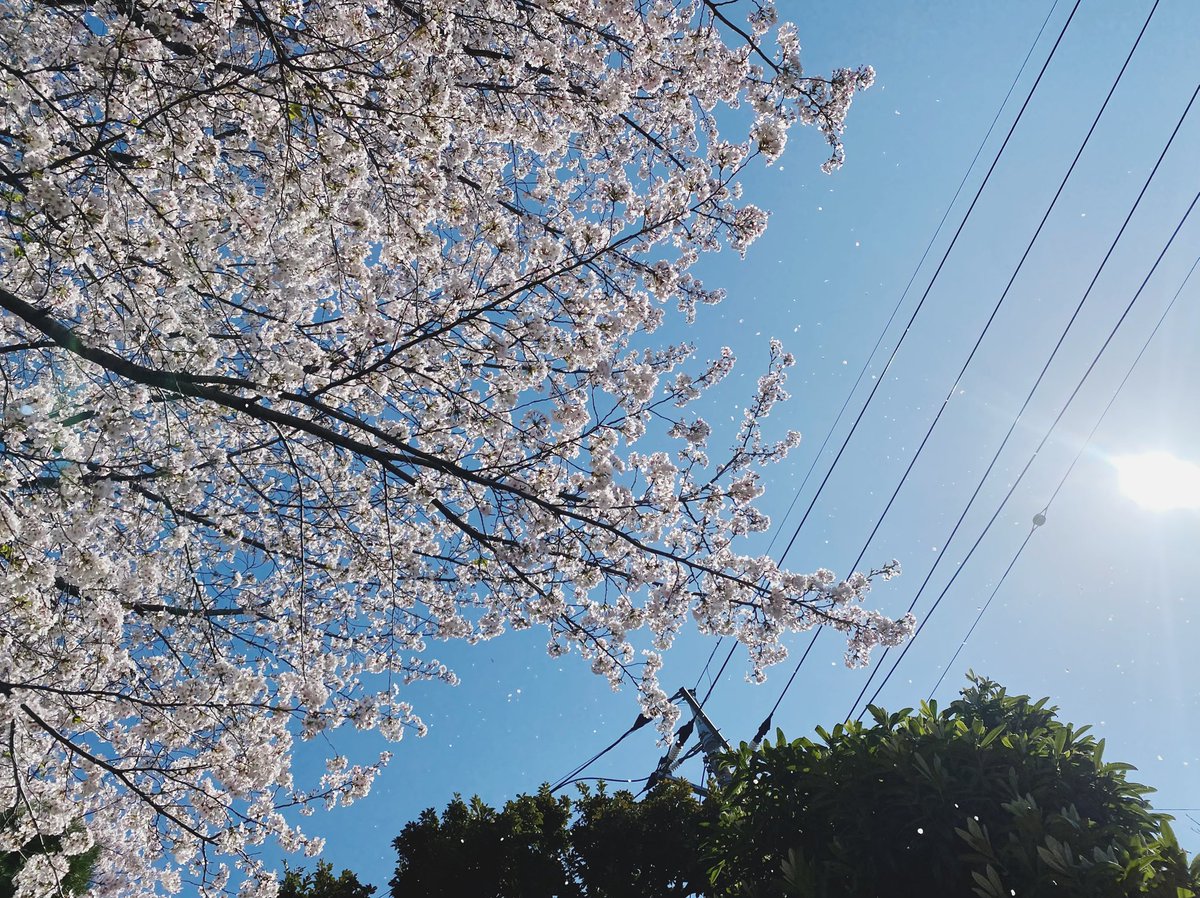 voice1216's tweet photo. 春ですね🌸 https://t.co/rSsinpLGrr