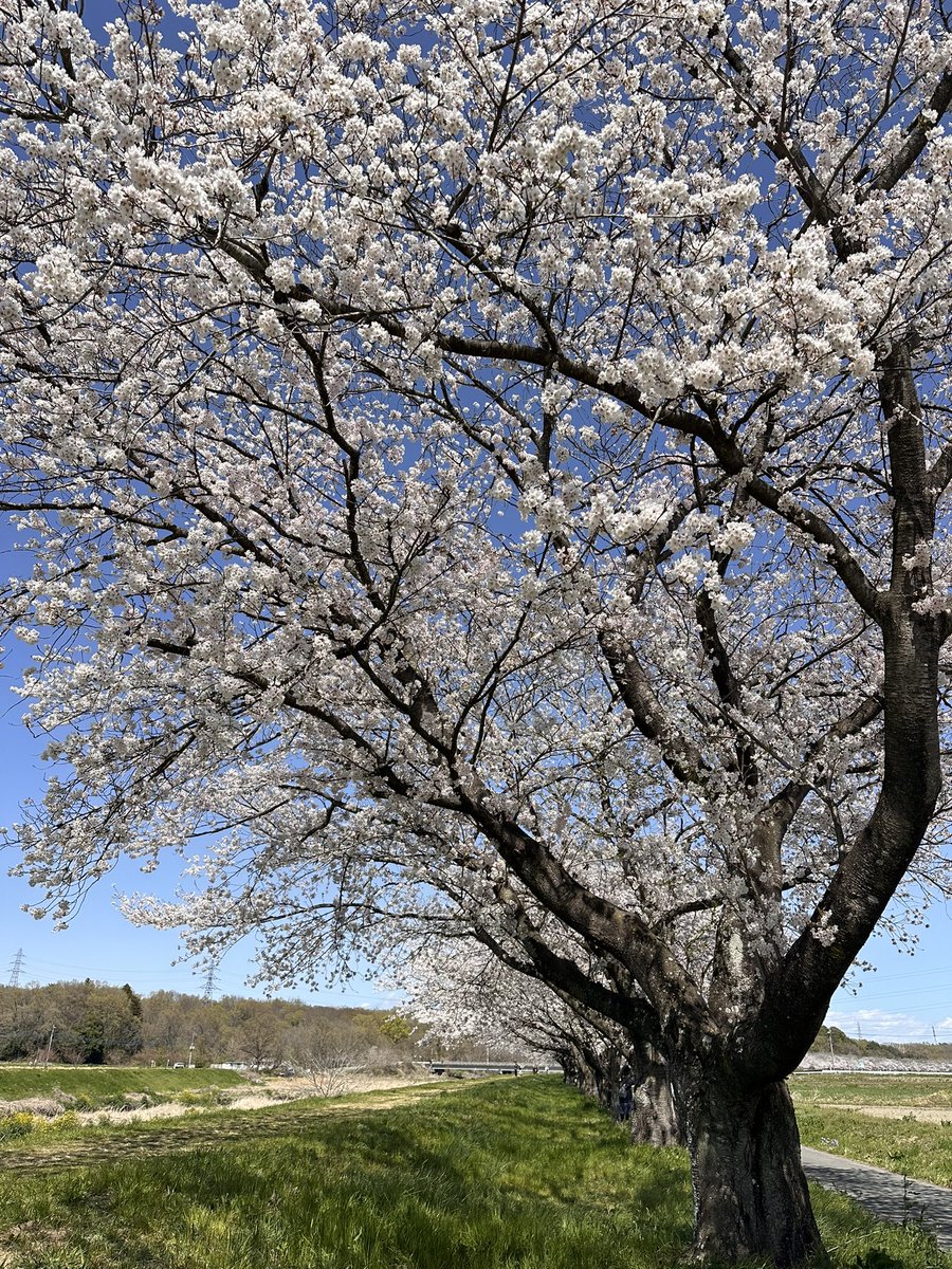 gonamalibu's tweet photo. 最高の桜日和

#桜 #花見 #ツーリ��グ https://t.co/AEw64tcakH