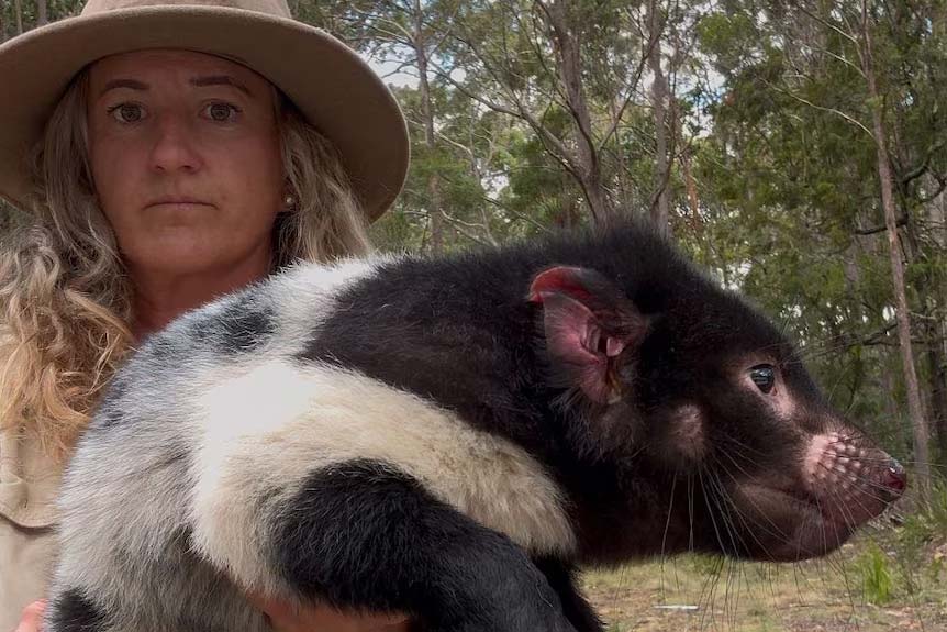 DigiNFTs's tweet photo. 🐾✨ Spotted in Tasmania 2025 : A one-in-a-million white-coated Tasmanian devil is turning heads (and tails)! After a quick health check, this rare beauty is now roaming free again. Nature sure loves surprises! 🌿🤍 #Tasmania #TasmanianDevil #DigiNFTs
https://t.co/BSErzDf2ZD https://t.co/6WLhw1qyCK