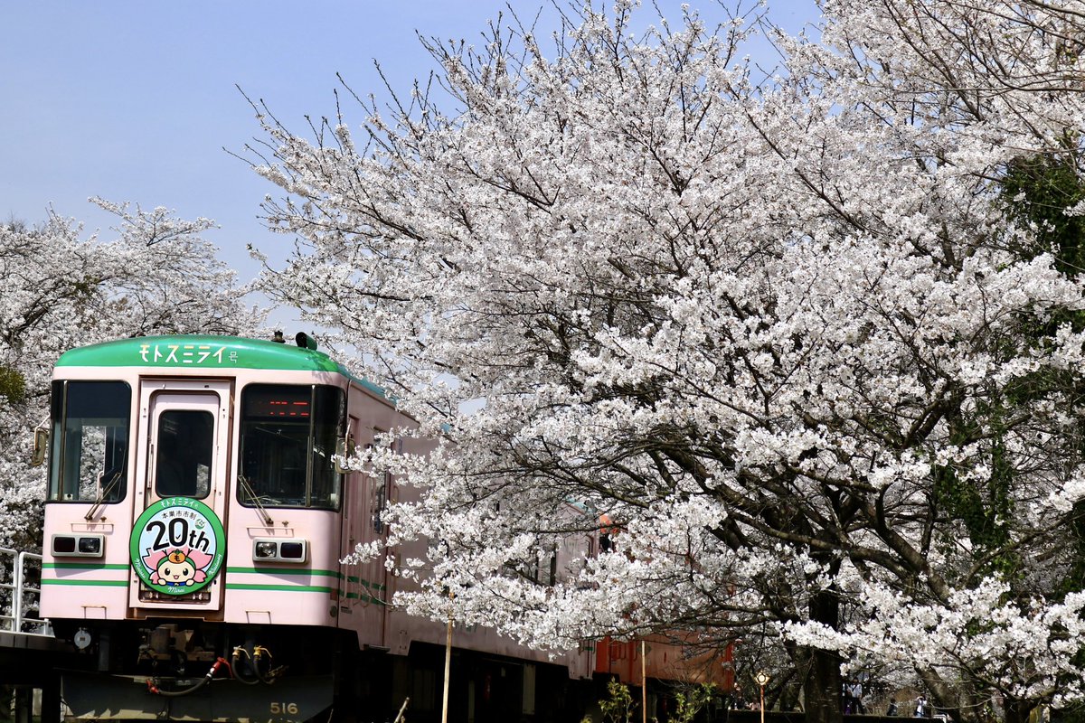 jiro29992718's tweet photo. #樽見鉄道　#桜　#谷汲口
昨日の撮影より。
谷汲口の桜が満開との事で行って来ました。 https://t.co/qICCd36wzr