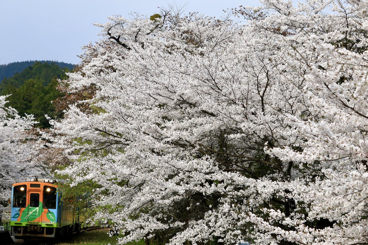 jiro29992718's tweet photo. #樽見鉄道　#桜　#谷汲口
昨日の撮影より。
谷汲口の桜が満開との事で行って来ました。 https://t.co/qICCd36wzr