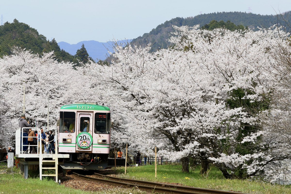 jiro29992718's tweet photo. #樽見鉄道　#桜　#谷汲口
昨日の撮影より。
谷汲口の桜が満開との事で行って来ました。 https://t.co/qICCd36wzr