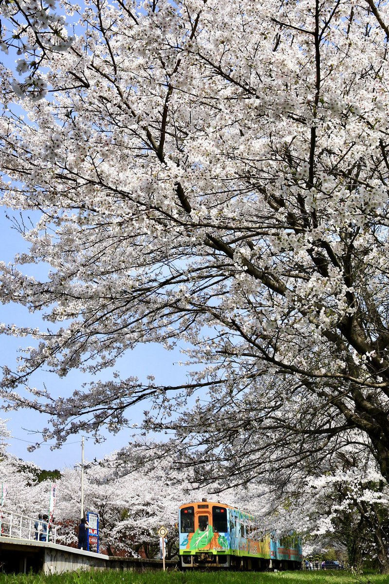 jiro29992718's tweet photo. #樽見鉄道　#桜　#谷汲口
昨日の撮影より。
谷汲口の桜が満開との事で行って来ました。 https://t.co/qICCd36wzr