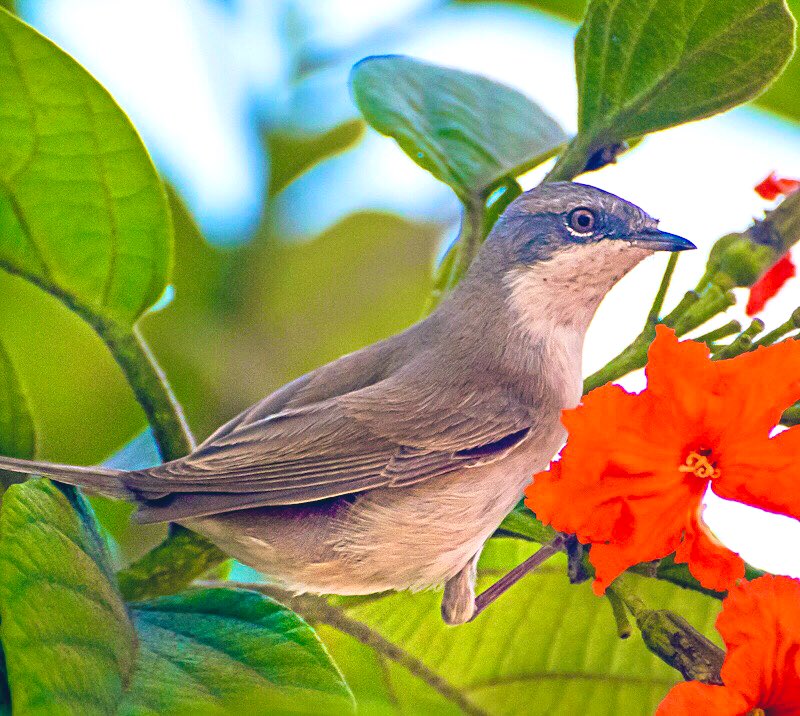 chandanaroy24's tweet photo. The Lesser Whitethroat, a secretive passage migrant that probably came from Europe but left in a hurry when whether became to hot to handle.
#BirdsOfUAE #LesserWhitethroat #IndiAves #birdwatching #birdphotography #BBCWildlifePOTD #nature #BirdsSeenIn2025 #BirdsOfTwitter https://t.co/qaIwoRSJM6
