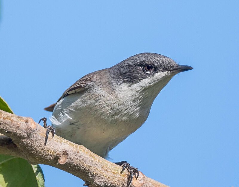 chandanaroy24's tweet photo. The Lesser Whitethroat, a secretive passage migrant that probably came from Europe but left in a hurry when whether became to hot to handle.
#BirdsOfUAE #LesserWhitethroat #IndiAves #birdwatching #birdphotography #BBCWildlifePOTD #nature #BirdsSeenIn2025 #BirdsOfTwitter https://t.co/qaIwoRSJM6