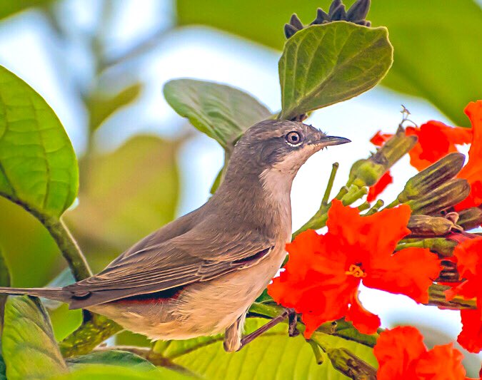 chandanaroy24's tweet photo. The Lesser Whitethroat, a secretive passage migrant that probably came from Europe but left in a hurry when whether became to hot to handle.
#BirdsOfUAE #LesserWhitethroat #IndiAves #birdwatching #birdphotography #BBCWildlifePOTD #nature #BirdsSeenIn2025 #BirdsOfTwitter https://t.co/qaIwoRSJM6