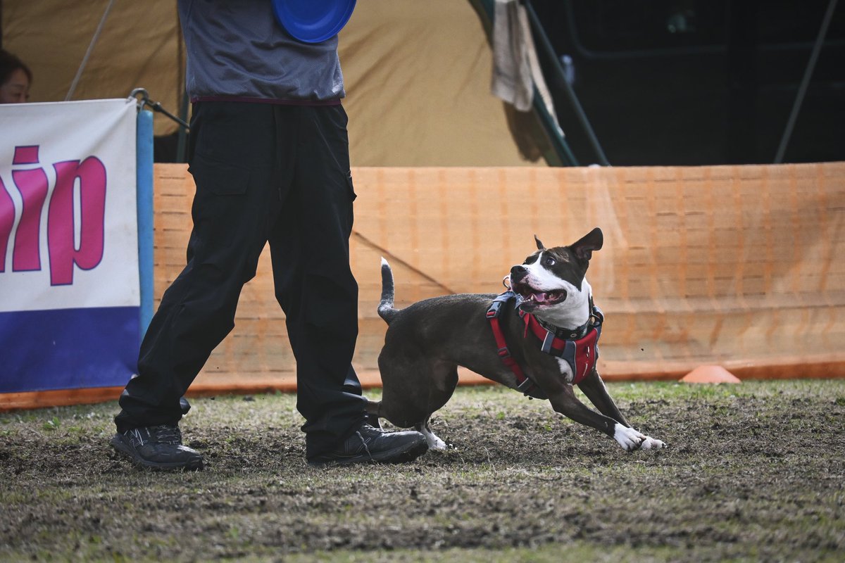 A_DOGS_CLUB's tweet photo. 4.6(日)に@discdog_plyz で開催した
《HERO DISC RECYCLING SYSTEM》では130枚以上のフリスビーを回収することができました🥏♻️
ご協力いただきましたみなさまありがとうございました‼︎ https://t.co/vlgROXCPBE