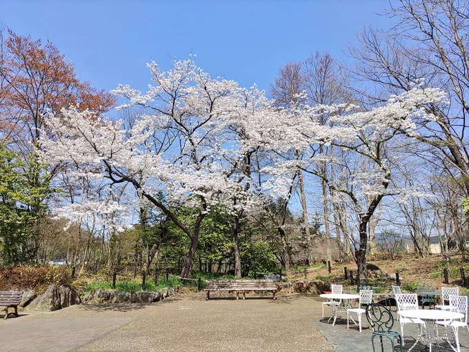 PAで昼飯食ってたらめちゃくちゃキレイに桜咲いてた皿に花びら舞うまで気付かなかったw 