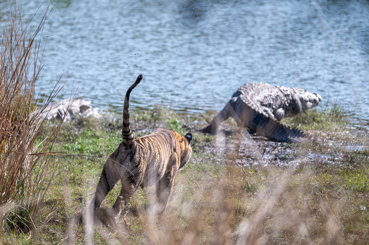 devasar's tweet image. Ranthambhore | 8 Mar
On our first drive, a cub of Riddhi (T-124) charged a Mugger crocodile—sending it splashing in retreat.
Gasps echoed. One name surfaced—Machli, the legendary tigress who once did the same.
Legacy lives on.
#nikimages #nikhildevasarphotography #enchantedindia