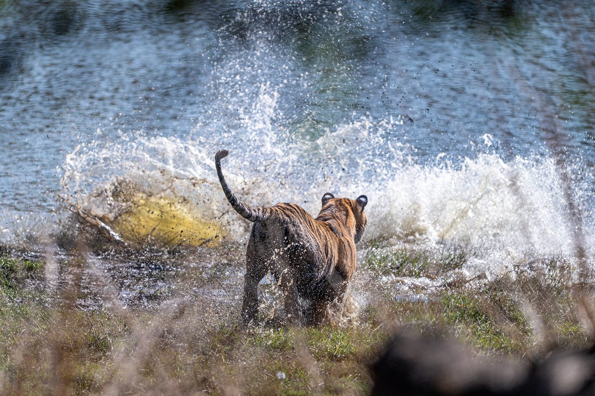 devasar's tweet image. Ranthambhore | 8 Mar
On our first drive, a cub of Riddhi (T-124) charged a Mugger crocodile—sending it splashing in retreat.
Gasps echoed. One name surfaced—Machli, the legendary tigress who once did the same.
Legacy lives on.
#nikimages #nikhildevasarphotography #enchantedindia