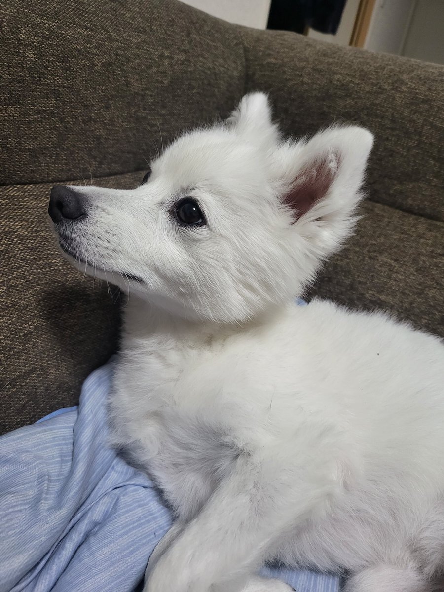 リンがいなくなっておととい2025年4月7日で1年と233日、きのう4月8日で1年と234日、今日4月9日で1年と235日。

情報、拡散いつもありがとうございます。本当感謝しかないです。

これからも情報、拡散よろしくお願いします。

#迷子犬
#日本スピッツ
#拡散希望 
#福島県
#いわき市
#スピッツ