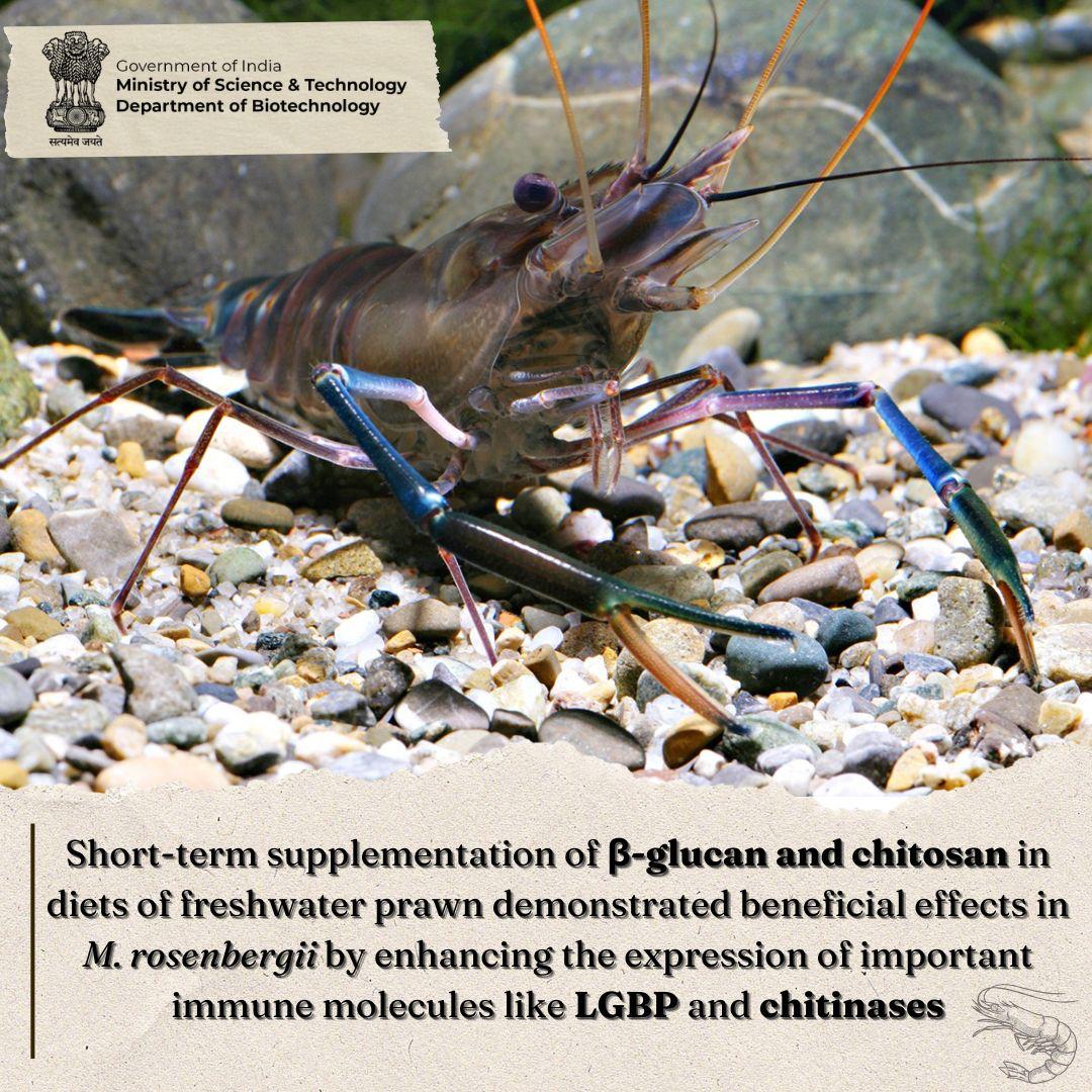 DBTIndia's tweet photo. A @DBTIndia-funded study evaluates the #immunomodulatory potentials of β-glucan and chitosan administered orally for 15 days to the freshwater prawn, indicating their potential applications during the period of biotic stress.
@DrJitendraSingh @rajesh_gokhale @BharatB18445706 https://t.co/eHzmp0m4T0