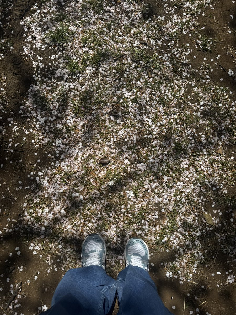 〽️ (@onepieceluvrr) on Twitter photo 