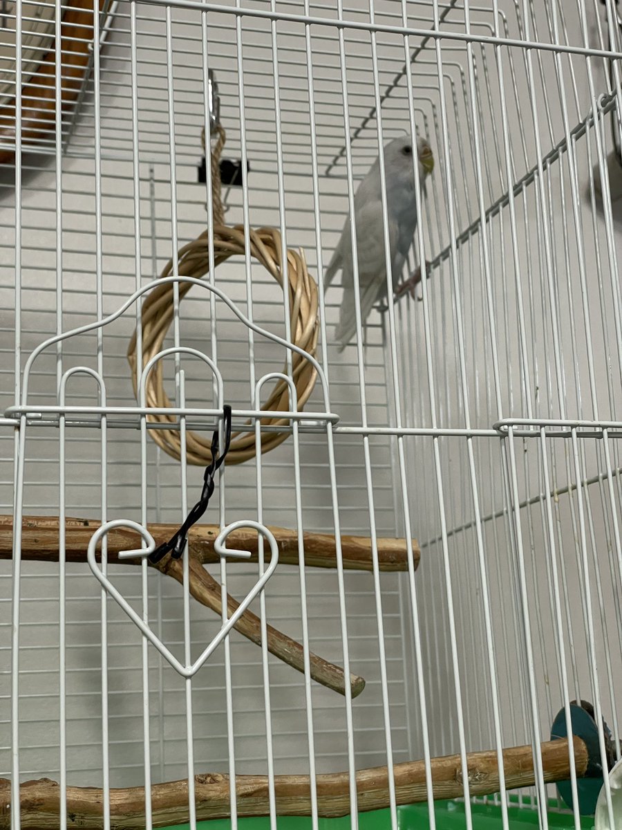 Masaktspl2's tweet photo. 保護したインコ、引き取り完了。

しかしものすごい警戒心が強くなって戻ってきてしまった…😥保護した当時は全然人の手怖がらなかったのに、いまめっちゃ嫌がってる…一体何があったんや……😭

#保護鳥 https://t.co/DrYnV2BEKg