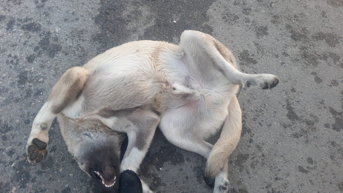 📌Küçük yavru olan köpeklere bakıldı ve çok saglıklılar eğer biri şikayet ederse belediye alacak. :( 
📌Diğer kangal büyük çok sıcak kanlı ancak sahibi geçici baktıgı için belediyeye verecek kimse almazsa :( ÖLÜME GİDECEK BU KÖPEKLERİ ÖLMEDEN KURTARALIM LÜTFEN😞 
(İSTANBUL)