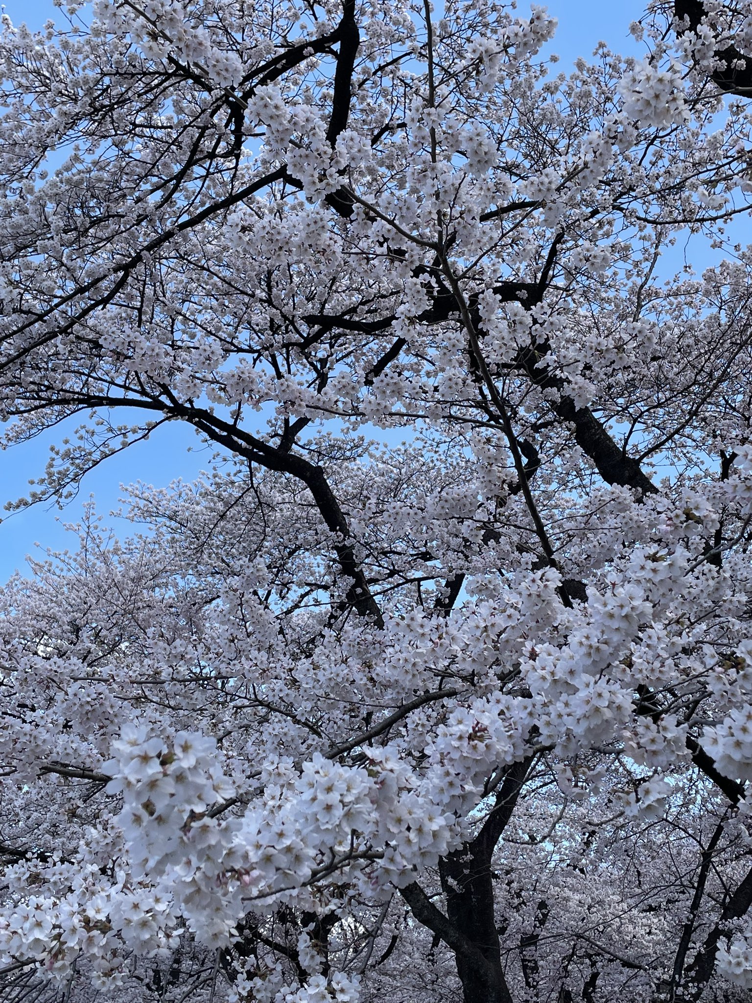 赤城南面千本桜まつり【公式】 (@senbonzakura353) / X