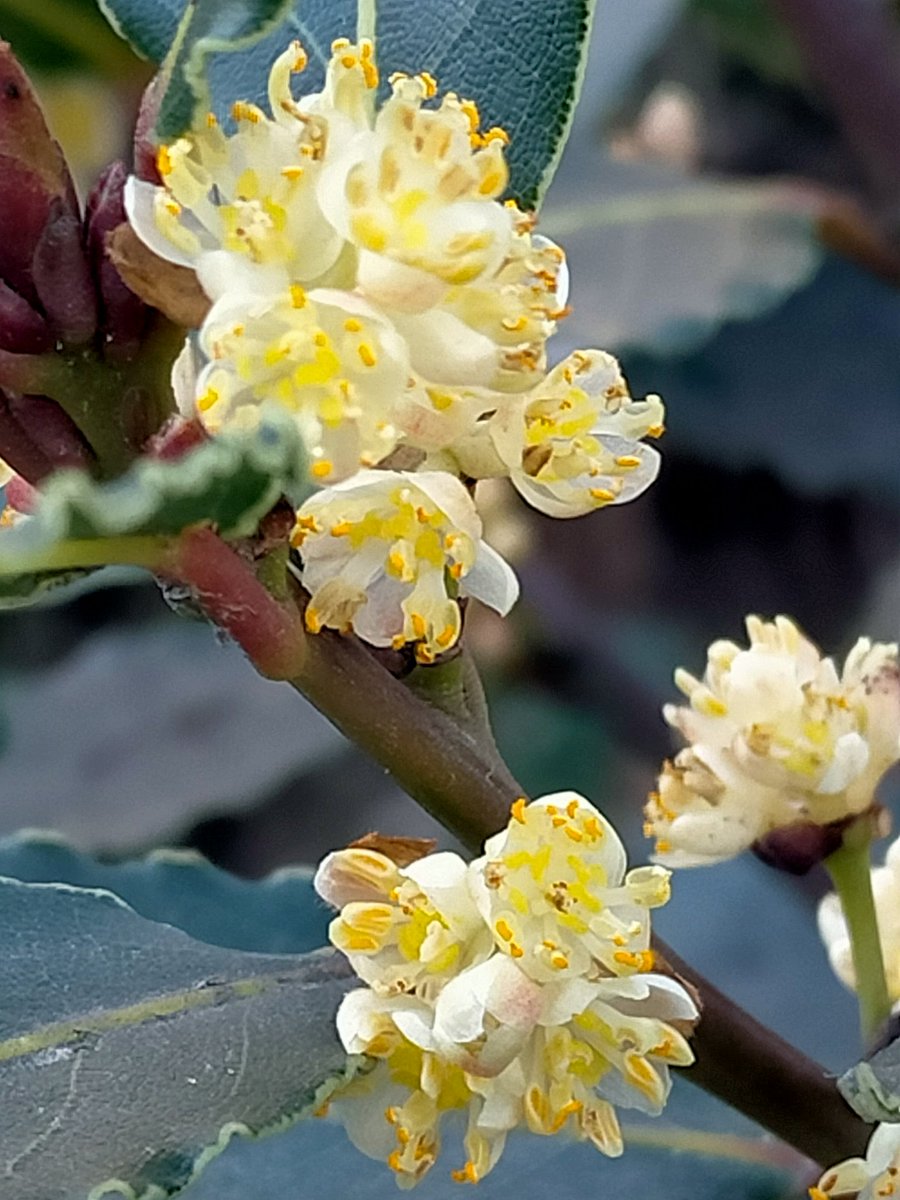 Herbalista tweet media