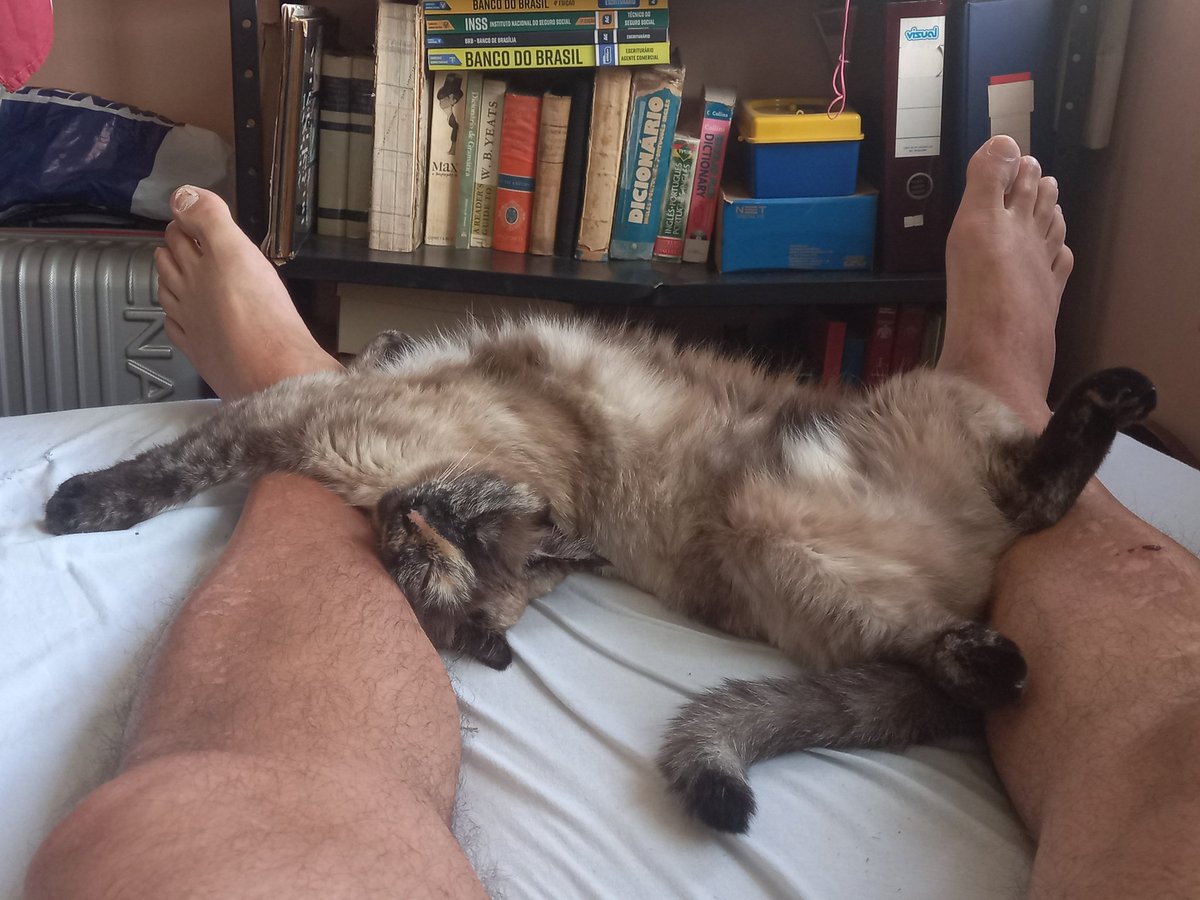 LeoAddor's tweet photo. My #cat Lilly, and my legs. https://t.co/v6GrViiO7w