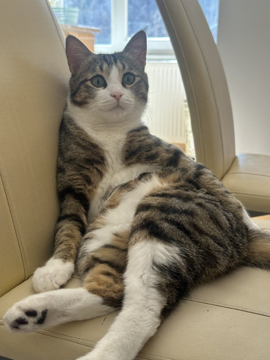 şairin şiiri misali..

leon’u paylaşsam şiwa’nın hatırı kalırdı:))

Roj baş / Günaydın..