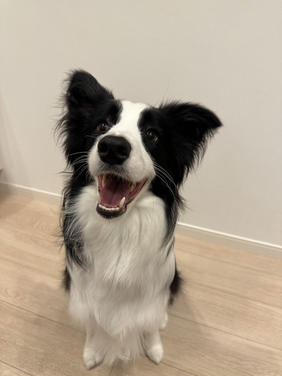 木彫動物⑅犬(ボーダーコリー)⑅インドネシア 木彫動物⑅犬(ボーダーコリー)⑅インドネシア 【公式通販】