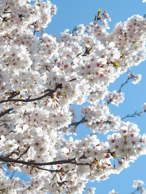 桜が満開です