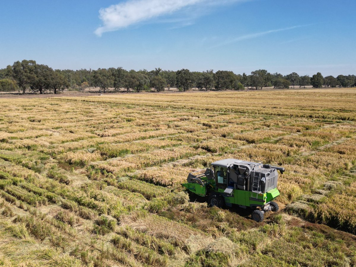 Plot harvesting is in full swing. Dry, sunny days with mild temperatures make for easy harvesting.
#ricebreedingaustralia #ausriceindustry #ausrice #wintersteiger #quantumpro