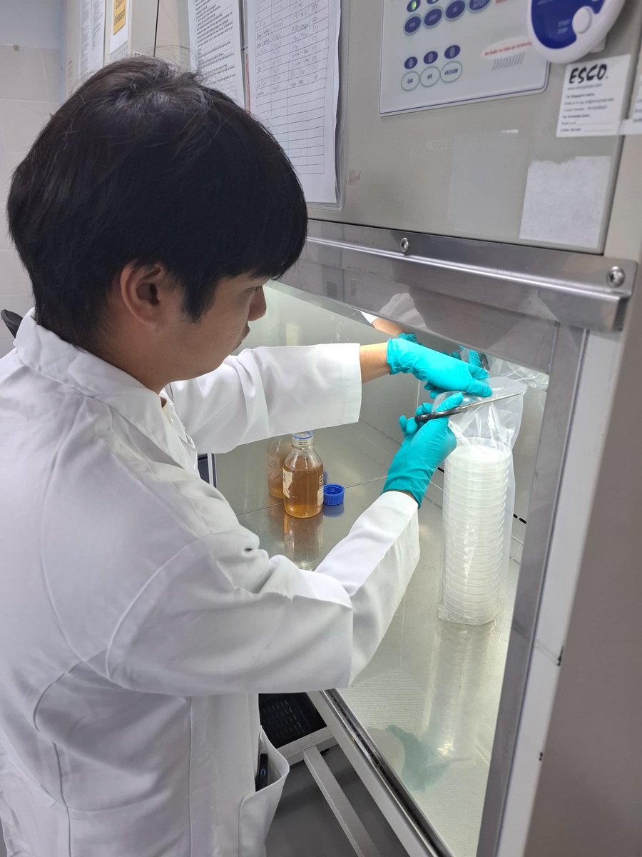aques_my's tweet photo. Agar, action, and a splash of science! Our FYP students dive into coral microbiomes, prepping marine agar and battling 𝘝𝘪𝘣𝘳𝘪𝘰 𝘤𝘰𝘳𝘢𝘭𝘭𝘪𝘪𝘭𝘺𝘵𝘪𝘤𝘶𝘴 with potential probiotic allies. Stay tuned for some microbe-powered discoveries!
#MarineBiology #MicrobiomeResearch https://t.co/CBfx3UxsCA