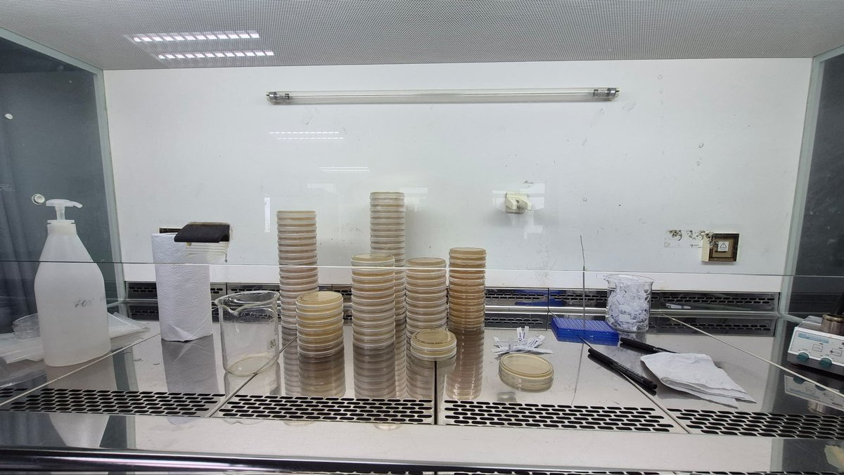 aques_my's tweet photo. Agar, action, and a splash of science! Our FYP students dive into coral microbiomes, prepping marine agar and battling 𝘝𝘪𝘣𝘳𝘪𝘰 𝘤𝘰𝘳𝘢𝘭𝘭𝘪𝘪𝘭𝘺𝘵𝘪𝘤𝘶𝘴 with potential probiotic allies. Stay tuned for some microbe-powered discoveries!
#MarineBiology #MicrobiomeResearch https://t.co/CBfx3UxsCA