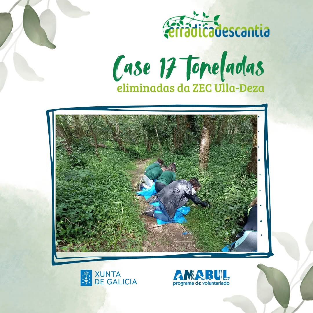 asocamabul's tweet photo. Neste ano contamos coa colaboración da @Xunta para desenvolver este programa de voluntariado que procura o control da Tradescantia fluminensis nas riberias do Ulla.
#erradicadescantia https://t.co/7lXvqn3BDp
