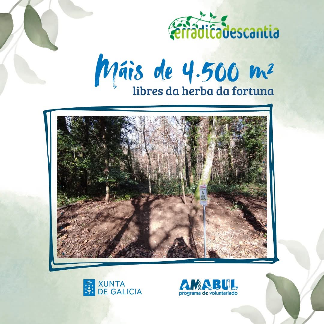 asocamabul's tweet photo. Neste ano contamos coa colaboración da @Xunta para desenvolver este programa de voluntariado que procura o control da Tradescantia fluminensis nas riberias do Ulla.
#erradicadescantia https://t.co/7lXvqn3BDp
