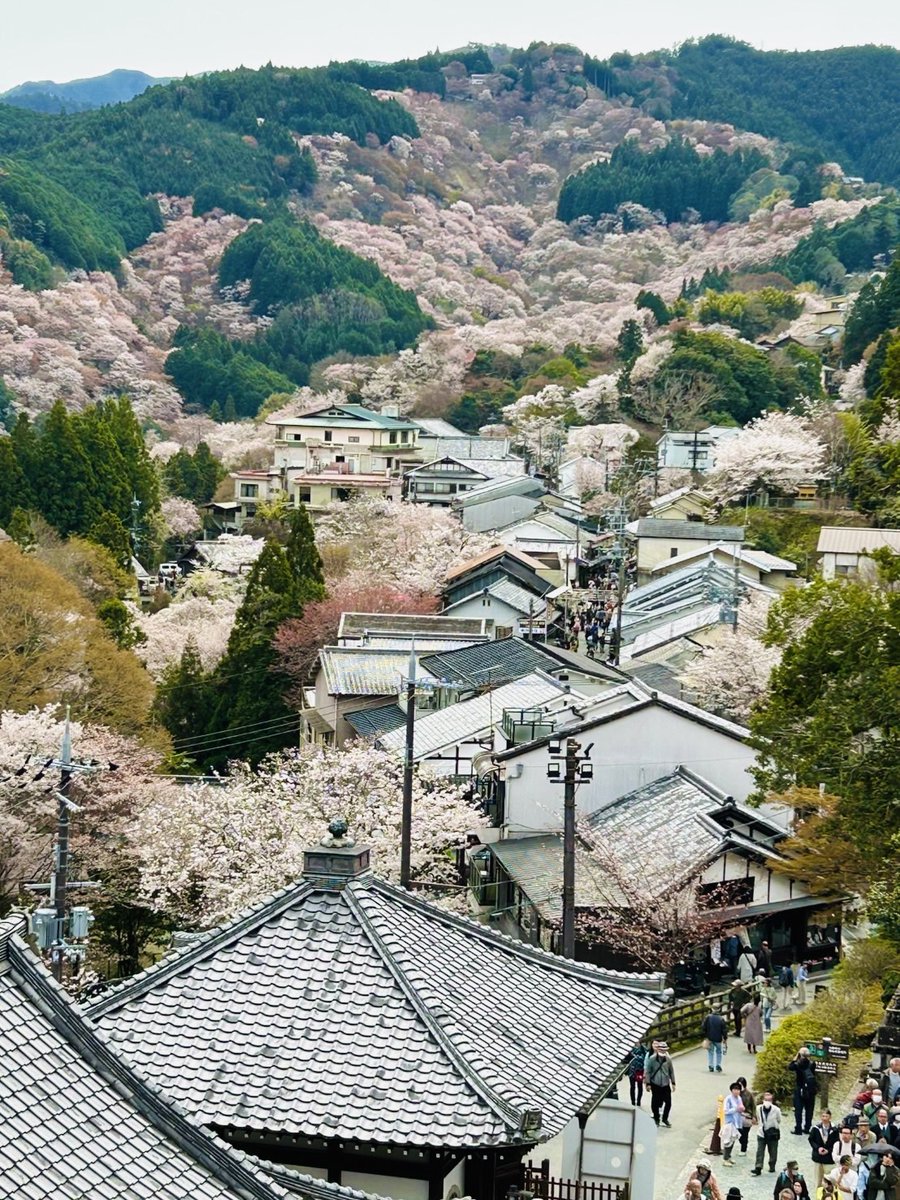sisyu8's tweet photo. 讀賣新聞
4月8日（火）金峯山寺 蔵王堂にて
紫舟作品の奉納法要が記事になりました。
お読みいただければ幸いです。 https://t.co/x5RZauvNco