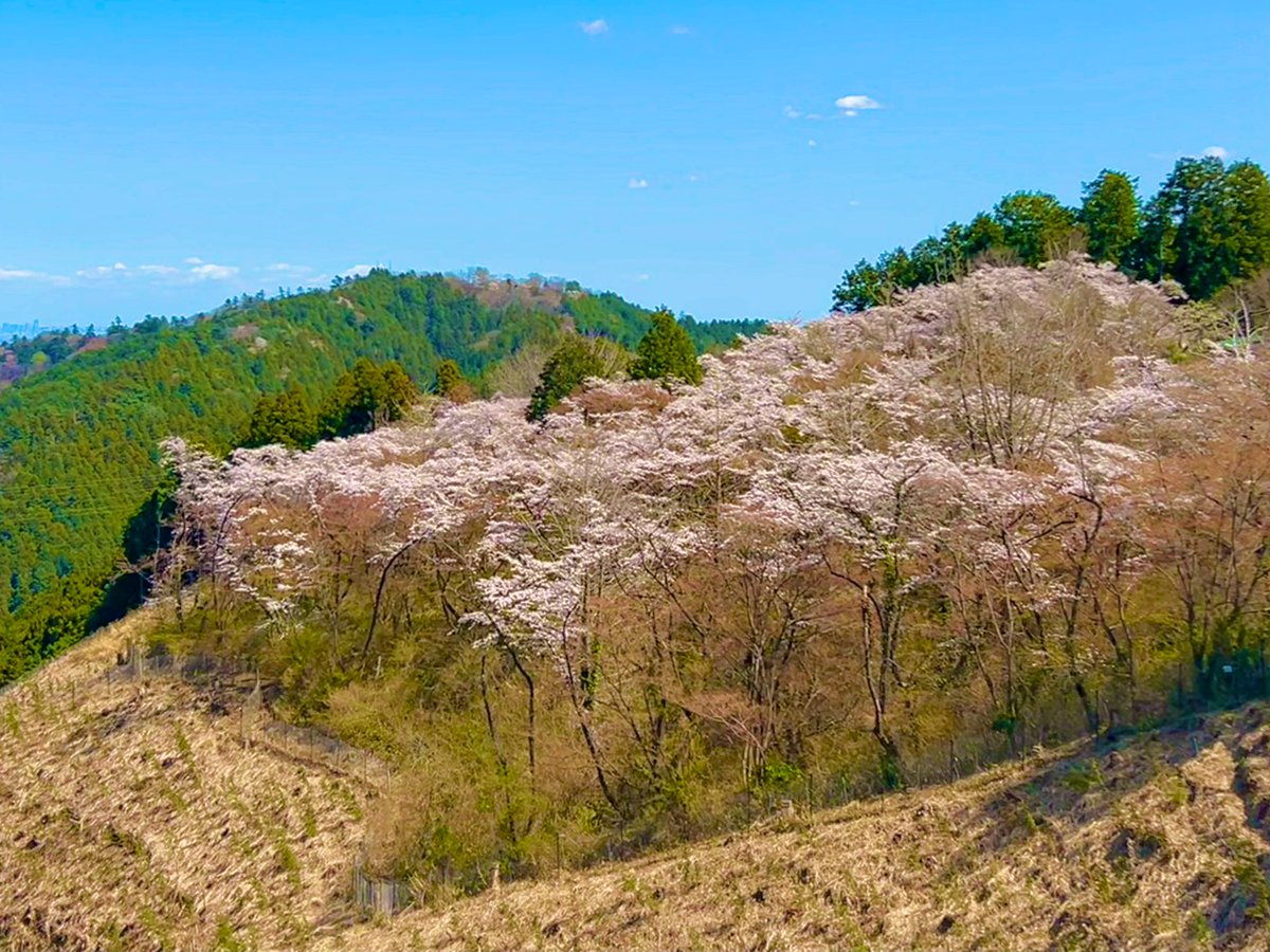 korokoro_yutai's tweet photo. 今日は高尾山の桜🌸
山頂からの富士山と まき道から眺める一丁平の桜🏔️🌸
見頃は過ぎている。 https://t.co/lrlU6ubbhQ
