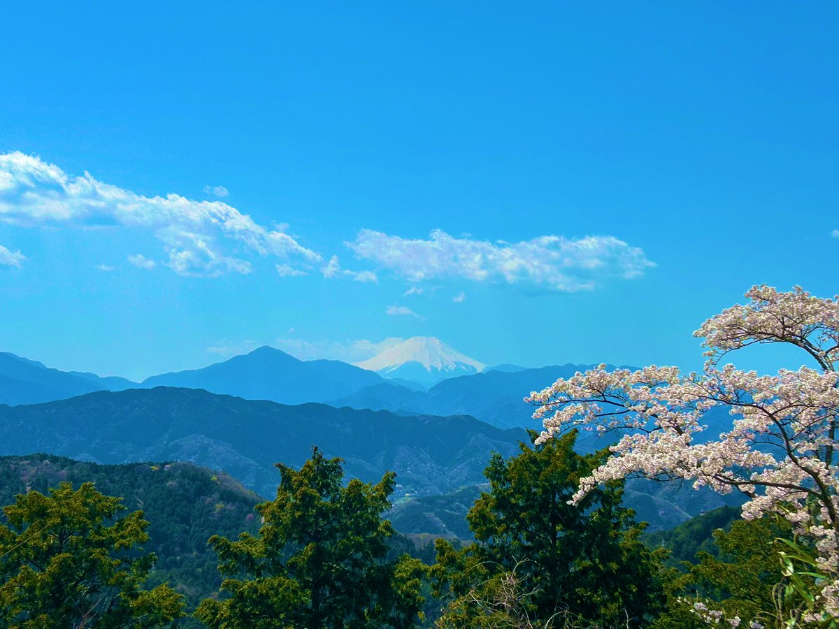 korokoro_yutai's tweet photo. 今日は高尾山の桜🌸
山頂からの富士山と まき道から眺める一丁平の桜🏔️🌸
見頃は過ぎている。 https://t.co/lrlU6ubbhQ