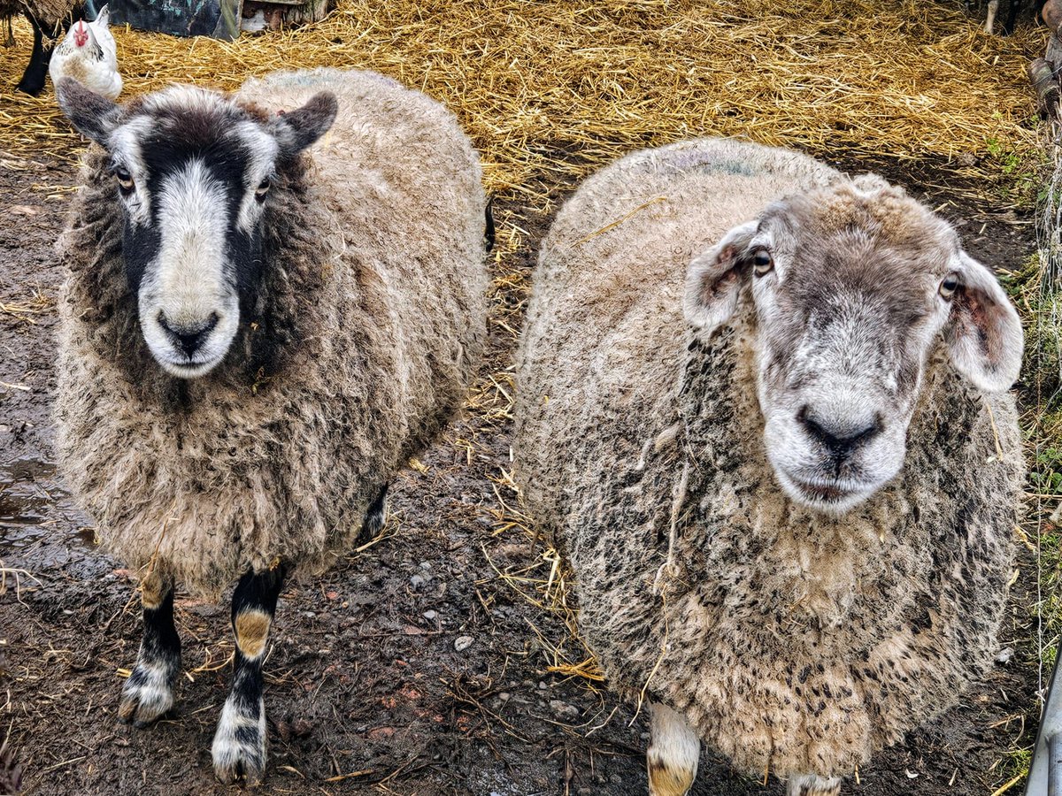 fars_sanctuary's tweet photo. Hi & #HappyWednesday friends π β from besties #PandaSheep & #PrimroseSheep, from the FARS humans, from everyone πππππββ¬οΈππ
Emotionally, our animals really are #JustLikeUs π€ Friendship & closeness mean the world. They seek it out. They need it π₯°
#VeganForThem https://t.co/e6Yc0HefKf