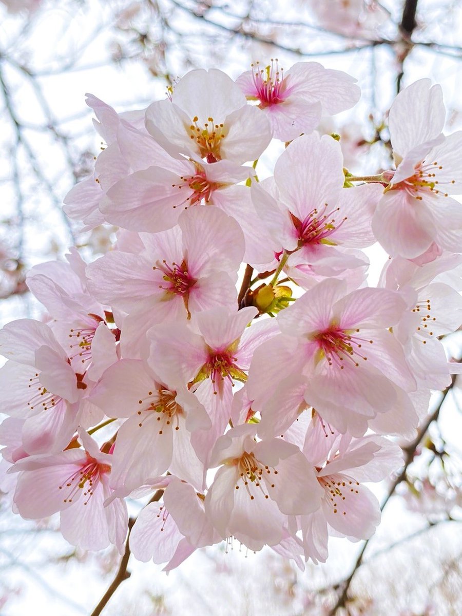 oddeyekittens's tweet photo. 🎶 桜 ♫ https://t.co/Iavhu0h1tE