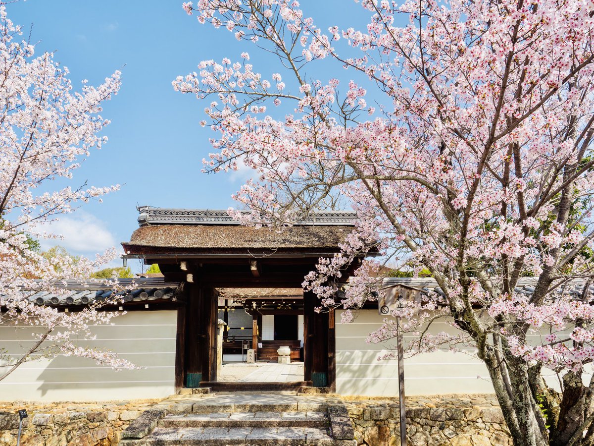 4月9日晴れ☀️

御室桜開花〜1分咲き、早い木は7分咲き🌸
染井吉野見頃🌸ミツバツツジ見頃🌸八重紅枝垂見頃🌸石楠花開花🌸

#仁和寺 #御室花まつり2025 #陽光桜 #ミツバツツジ #御室桜