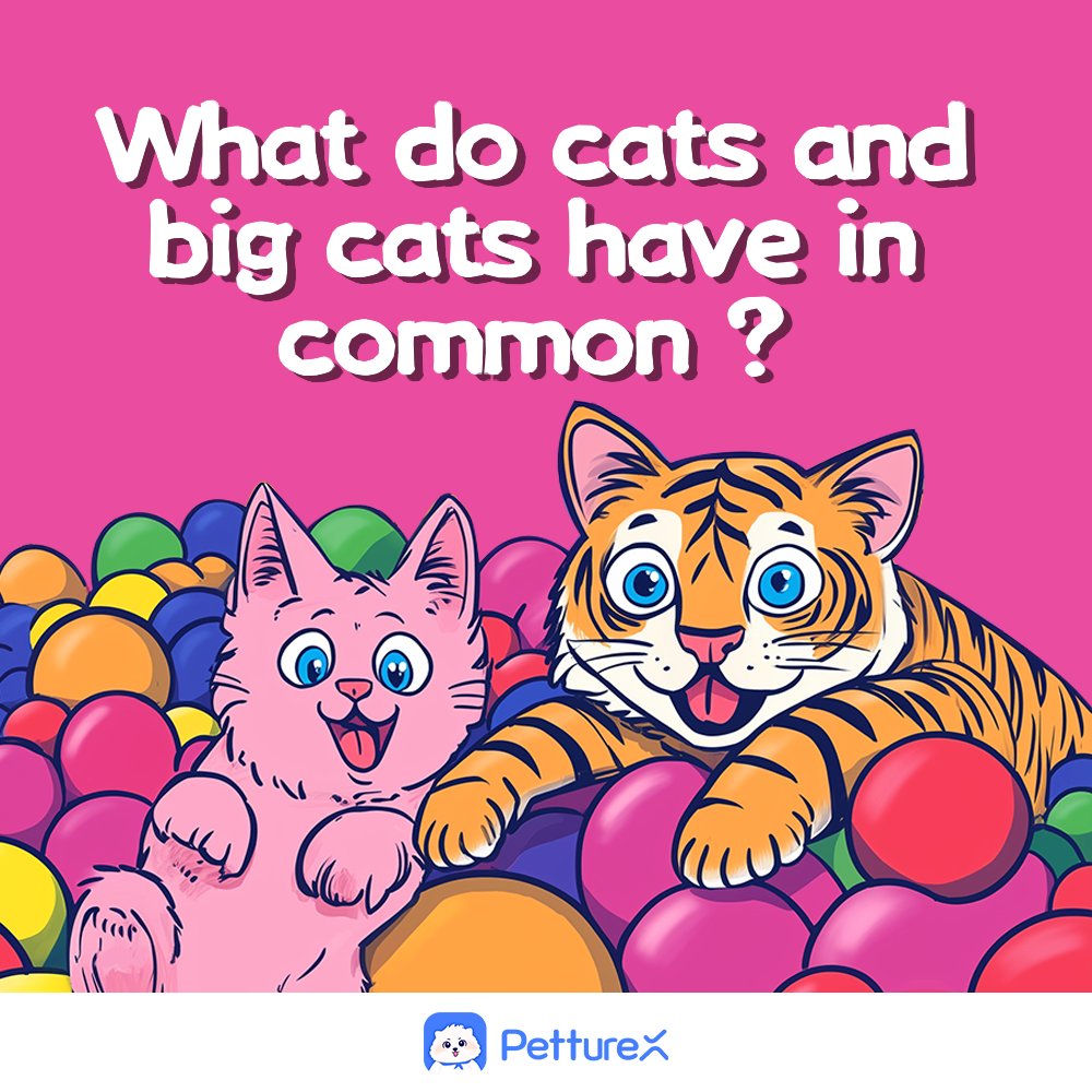 amyalice94's tweet photo. What Do Domestic Cats &amp; Big Cats Have in Common? 😻🦁
From the way they hunt to how they communicate🐾, domestic cats and big cats share tons of similar traits!
Even though they may not roar, your cat is still a wild spirit at heart!👉#Petture #CatLovers #BigCats #PetCare https://t.co/69UrDyAcDv