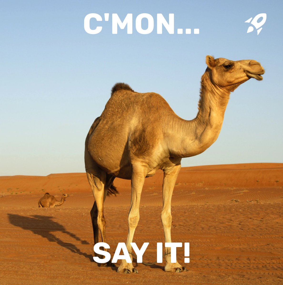 GM Web3 🚀

Happy Hump Day 🐪
