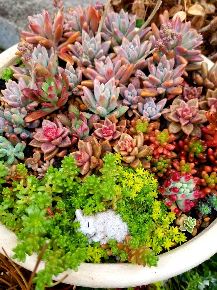 多肉寄せ植え - Search / X 多肉寄せ植え - Search / X
