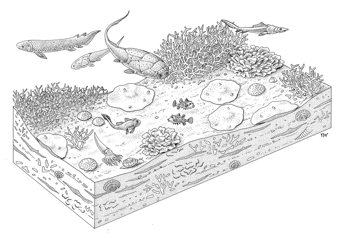 MikoZapalski's tweet image. 🚨Paper alert!
New #Devonian #mesophotic #reef!
Amazing, because of unprecedented ecosystem completeness: over 70 species of #fish. Evidence of wide proliferation of #photosymbiotic #corals on #Gondwana margins 395 Ma ago.
OA paper: sciencedirect.com/science/articl…
Corrected proof soon!