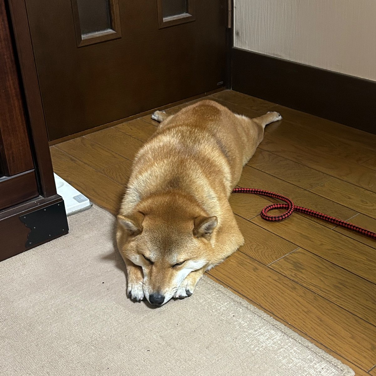 00oo00ww's tweet photo. このような鳴き声だったらゆうです。野太い声をしてます。足を伸ばして顎の下に手を置いて寝ることが多くあります。丸くなって寝ている可能性もあります。このような柴犬見つけましたらご連絡よろしくお願いします。
#迷子犬 #迷い犬 #仙台市迷子犬
#拡散希望RTお願い #柴犬 https://t.co/prlSpEEhUe