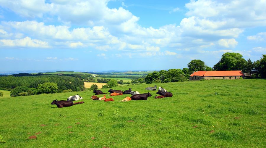 FarmersGuide's tweet image. ⚠️ Scottish farm incomes experienced a sharp decline in 2023/24, with farm profits being cut by half ⚠️

farmersguide.co.uk/business/finan…

#ScottishFarming #FarmIncome #AgricultureNews #FarmingCommunity #ScottishGovernment #FarmProfits #RuralEconomy #ScottishAgriculture @NFUStweets