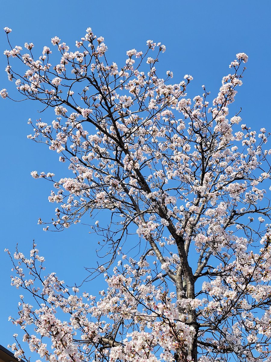 明日にはお天気悪くなるらしいので、出勤前に眺めることにしました🌸