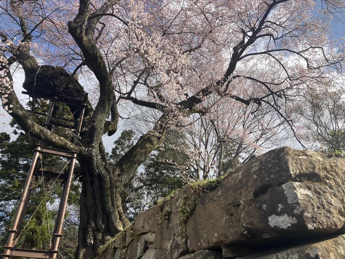 沼田城址の御殿桜達は九分咲きと申すところじゃな周りの染井吉野はまだ蕾…咲き初めておる所もあるのだろうか御殿桜が先陣を切って 春の彩りを示し それに次いで染井吉野が追いつく頃には 城址が華やかに染まるであろう 