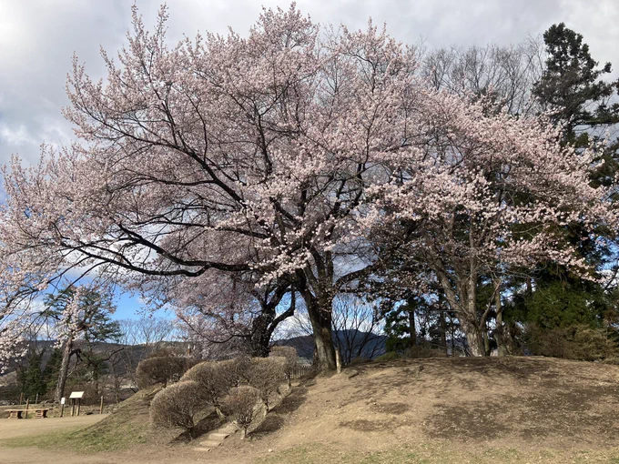 沼田城址の御殿桜達は九分咲きと申すところじゃな周りの染井吉野はまだ蕾…咲き初めておる所もあるのだろうか御殿桜が先陣を切って 春の彩りを示し それに次いで染井吉野が追いつく頃には 城址が華やかに染まるであろう 