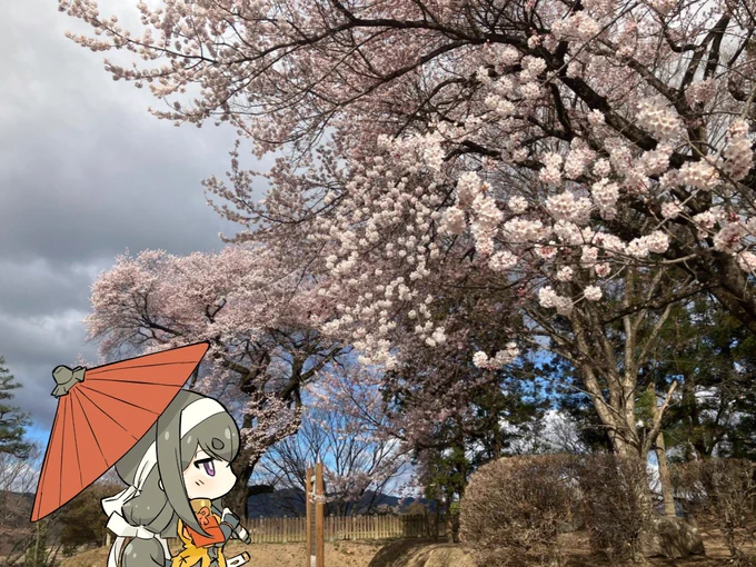 沼田城址の御殿桜達は九分咲きと申すところじゃな周りの染井吉野はまだ蕾…咲き初めておる所もあるのだろうか御殿桜が先陣を切って 春の彩りを示し それに次いで染井吉野が追いつく頃には 城址が華やかに染まるであろう 