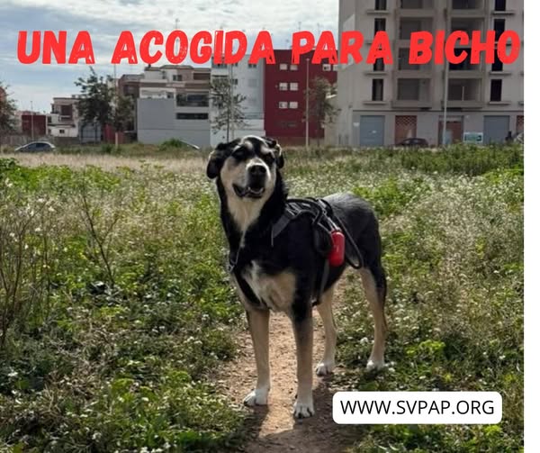 Quedan 8 días para que vuelva al refugio.
Tiene 10 años y su acogida temporal no puede tenerlo más...
Es un perro tranquilo, muy sociable con otros perros y también con gatos.
Se da en acogida indefinida, lo que significa que todos los gastos veterinarios están cubiertos.