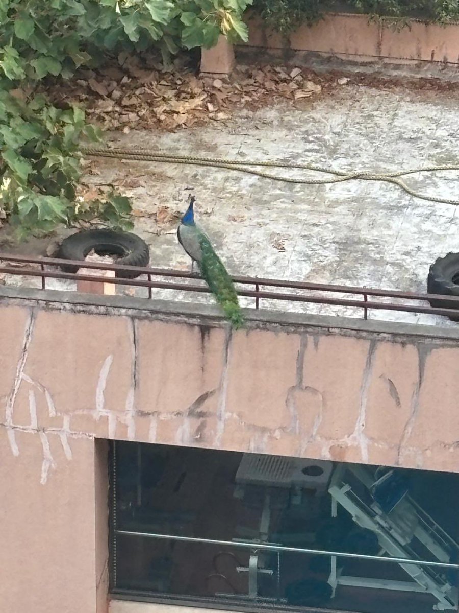 maheshparadkar's tweet photo. Then vs Now pictures.  peacocks have no where to go due to construction and started to sit on society club house boundary walls. meanwhile, hard work for “world peace” continues. The society has sent notices to the college and copies to authorities threatening legal action https://t.co/GBZkXE4qaA