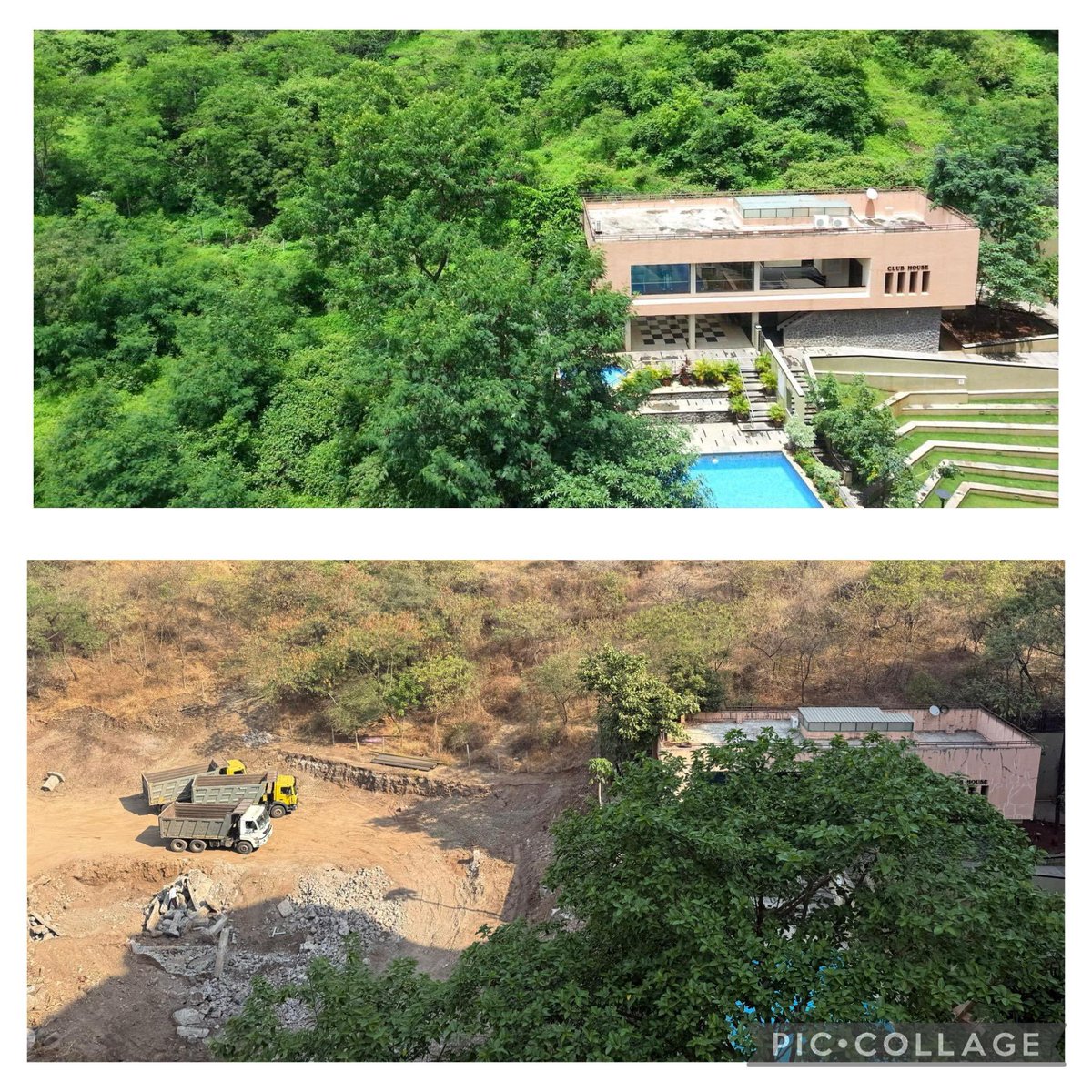 maheshparadkar's tweet photo. Then vs Now pictures.  peacocks have no where to go due to construction and started to sit on society club house boundary walls. meanwhile, hard work for “world peace” continues. The society has sent notices to the college and copies to authorities threatening legal action https://t.co/GBZkXE4qaA