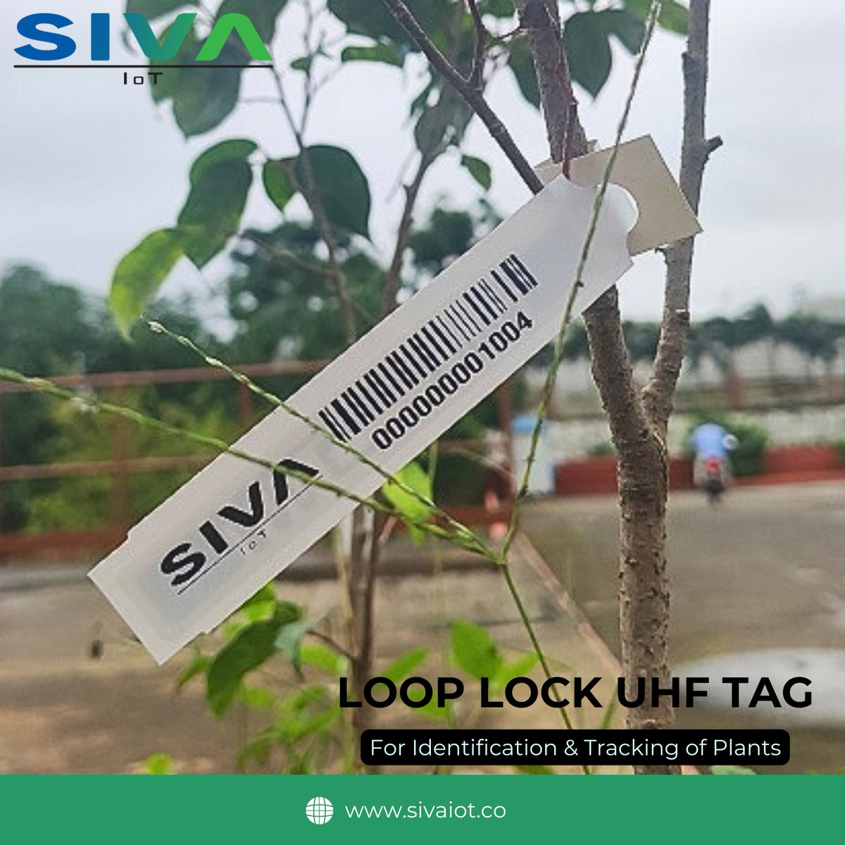 SIVA's Flora™ Loop-Lock UHF Tag helps growers and farmers streamline inventory management of plants across vast nurseries. The flexible form factor enables the tag to be affixed to a wide range of plants quickly.

Know more- sivaiot.co/rfid-tags-and-…